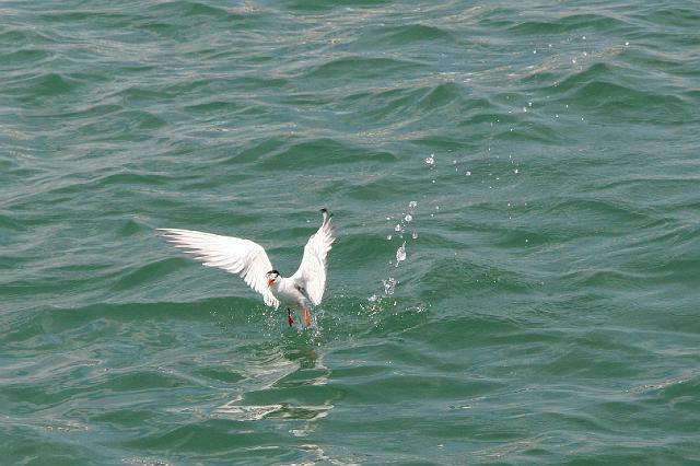 436 Auray - Golfe de Morbihan.jpg